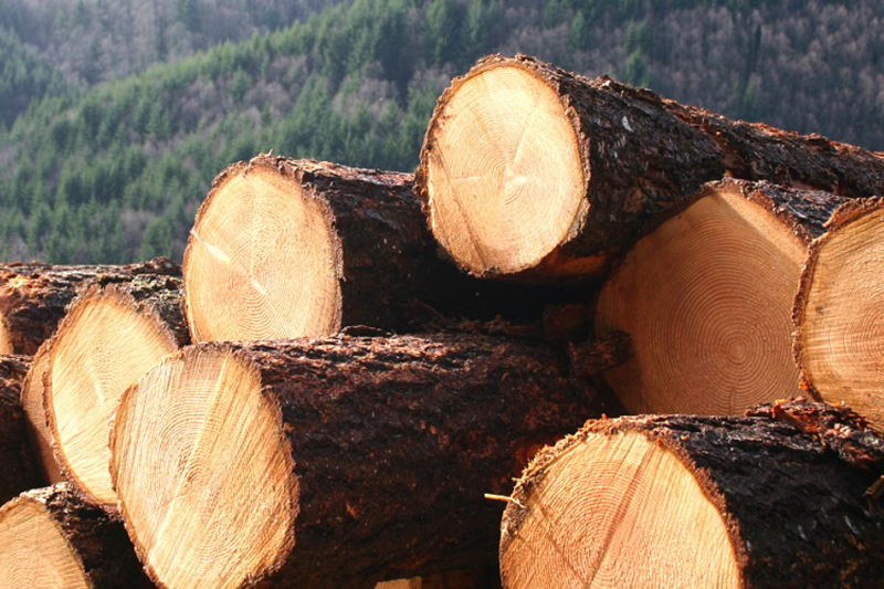 Породы деревьев, используемые для изготовления деревянной тары